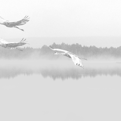 black and white misty lake with geese flying over it. Trees in background.